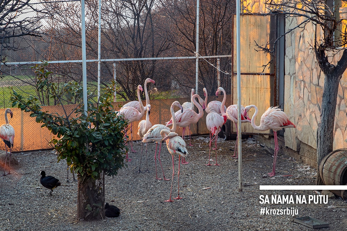 Flamingosi u zoo vrtu Mišić